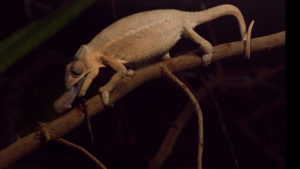 Slow motion image of a chameleon catching a cricket with its tongue