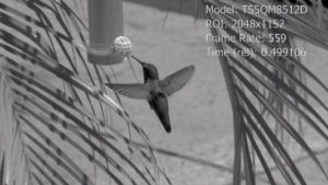 Slow motion image of a flying hummingbird feeding at a hummingbird feeder filmed with a Fastec high speed camera