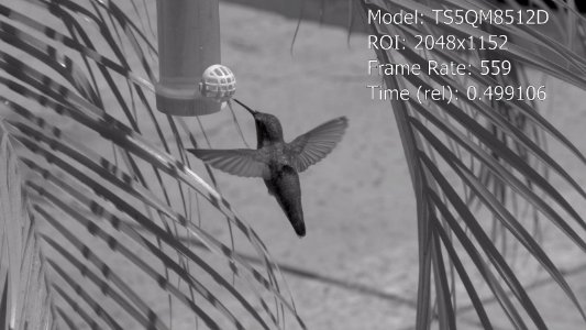 Slow motion still image of hummingbird - filmed in Quad HD with TS5Q high-speed camera