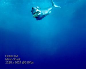 Mako shark feeding filmed in slow motion with Fastec IL4 high-speed camera