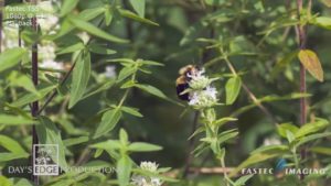 Bumblebee collecting pollen filmed in slow motion with Fastec TS5 high-speed camera