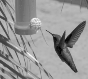 High speed video of hummingbird